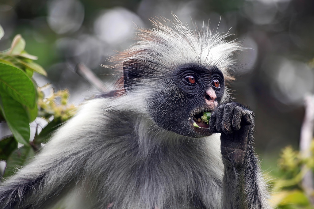 A red colobus monkey on a tree eating at gombe, tanzania