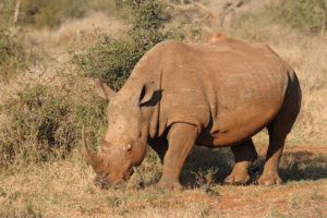 Rhinocéros dans le parc national de Katavi