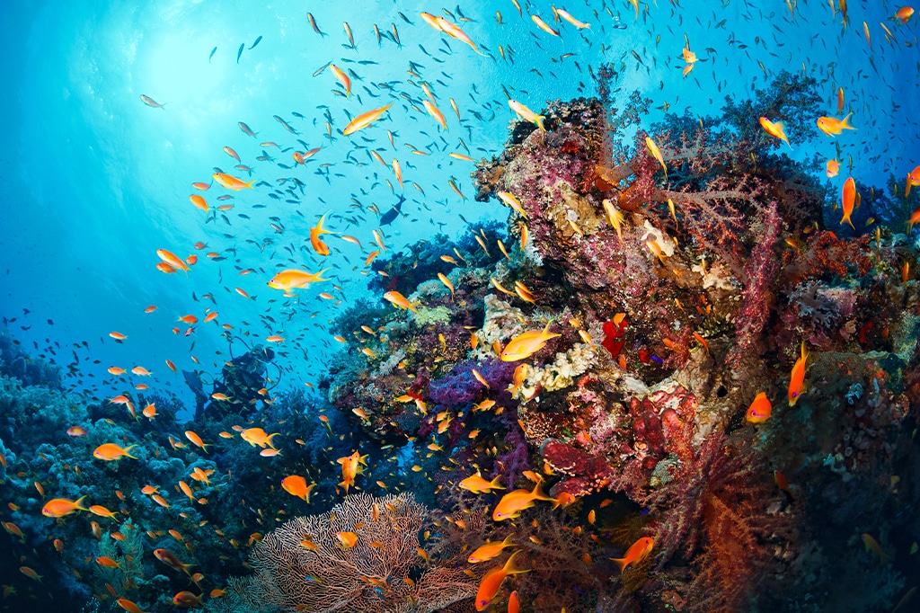 Un'incantevole scena subacquea vicino alla spiaggia di Jambiani, a Zanzibar, mostra una vivace barriera corallina brulicante di pesci colorati. Tra i coralli, pesci arancioni e gialli guizzavano giocosamente mentre la luce del sole filtrava attraverso l'acqua cristallina, illuminando questo paradiso marino. - Easy Travel Tanzania