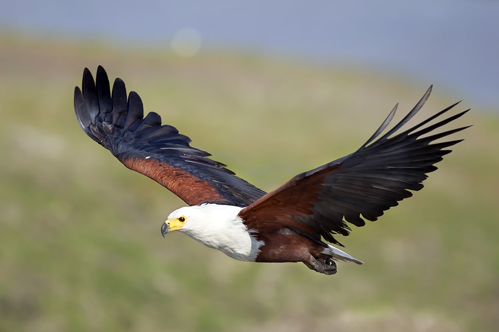 Der Afrikanische Fischadler fliegt über die Insel Fanjove, Tansania