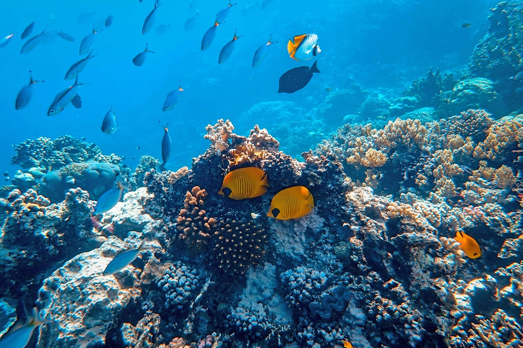タンザニアのチュンベ島の無数のサンゴ礁