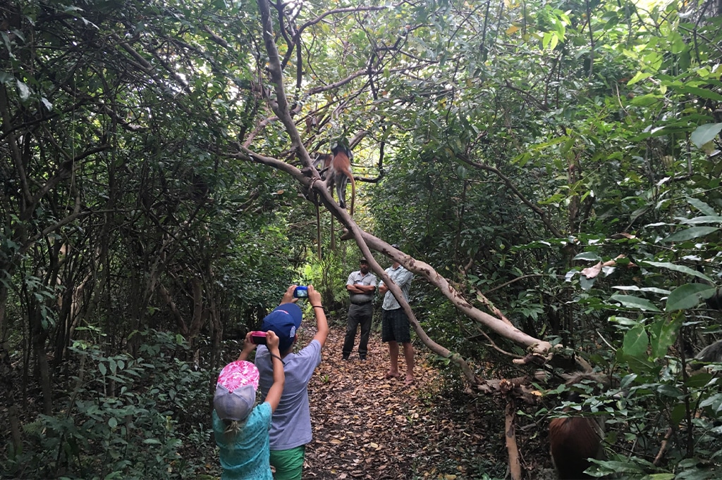 Touristen fotografieren den Roten Stummelaffen während einer geführten Naturwanderung in der Jozani Chwaka Bay, Sansibar, Tansania
