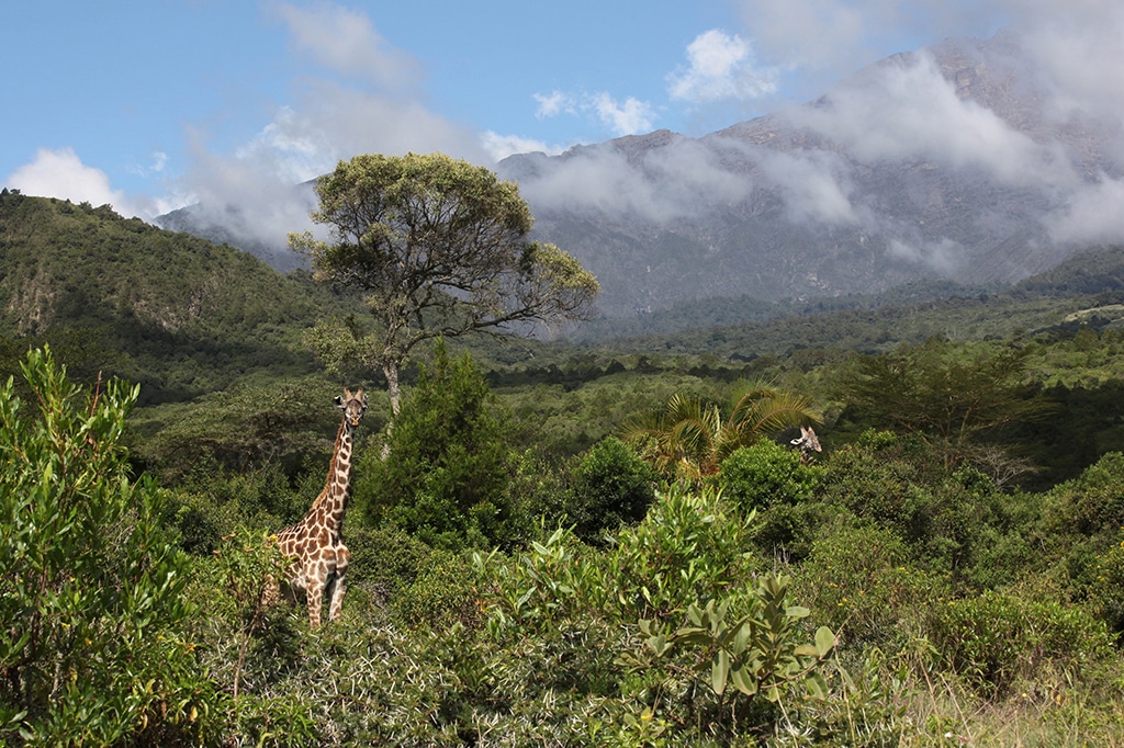 Eine Giraffe steht inmitten üppiger grüner Blätter vor einer bergigen Landschaft mit bewölktem Himmel im Hintergrund, die an den Arusha-Nationalpark erinnert. Ein weiterer Giraffenkopf ragt über die Büsche und trägt zur ruhigen und natürlichen Szenerie bei. - easy travel tanzania
