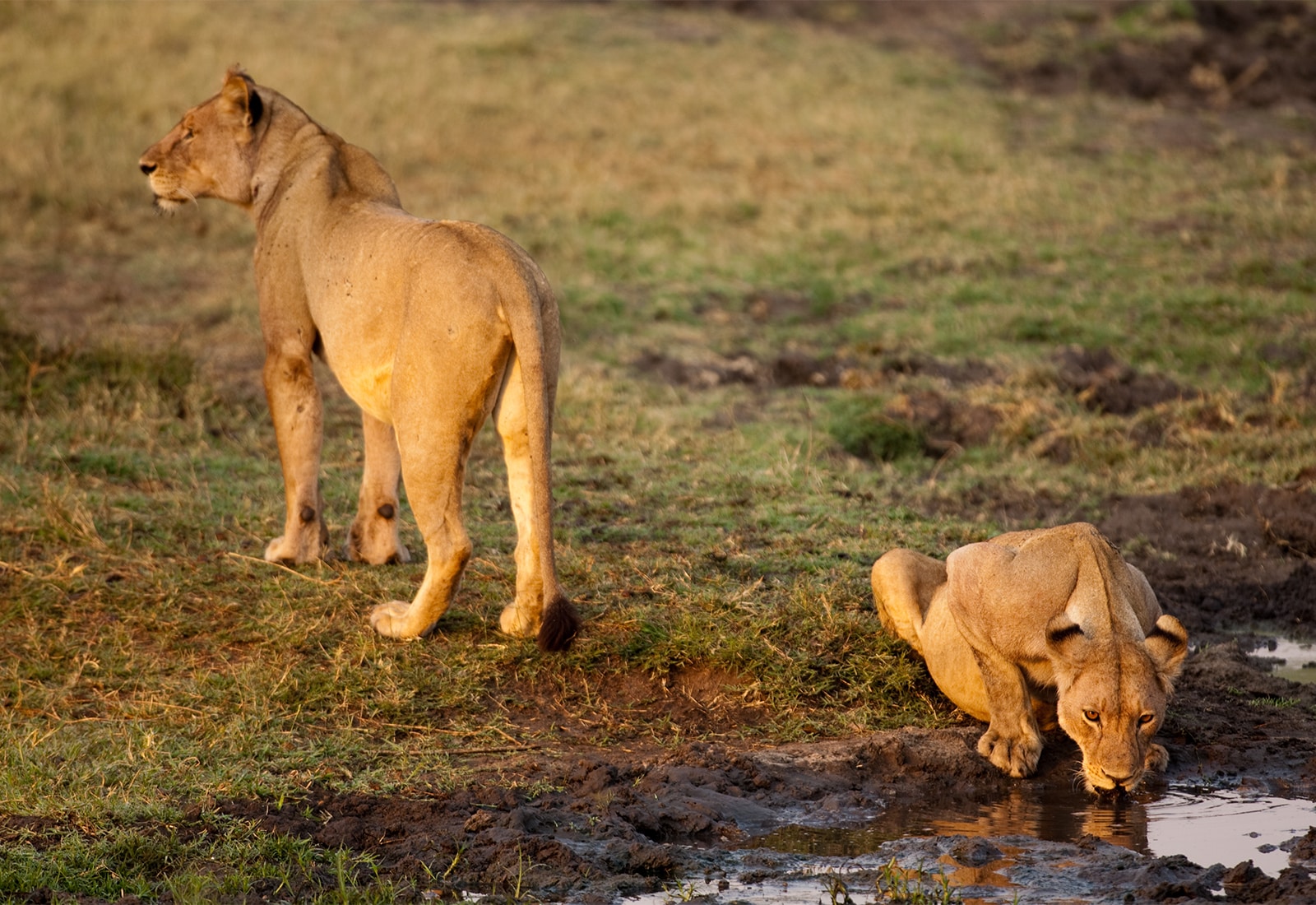 In the serene light of early morning, two lions grace the grassy expanse of Katavi National Park. One stands majestically while the other crouches to drink from a small water pool, their forms illuminated by the soft, warm glow of dawn. - Easy Travel Tanzania