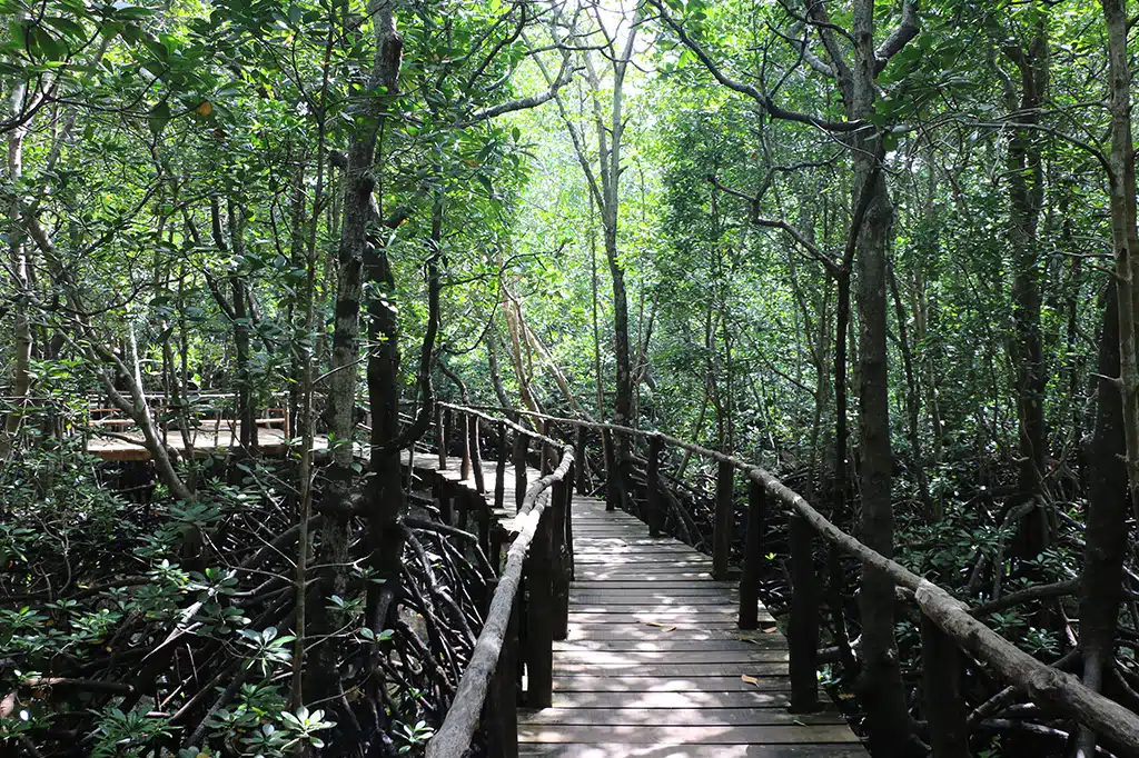 Holzweg Mangrovenwälder Jozani Chwaka Sansibar Tansania.jpg Holzweg Mangrovenwälder Jozani Chwaka Sansibar Tansania.jpg