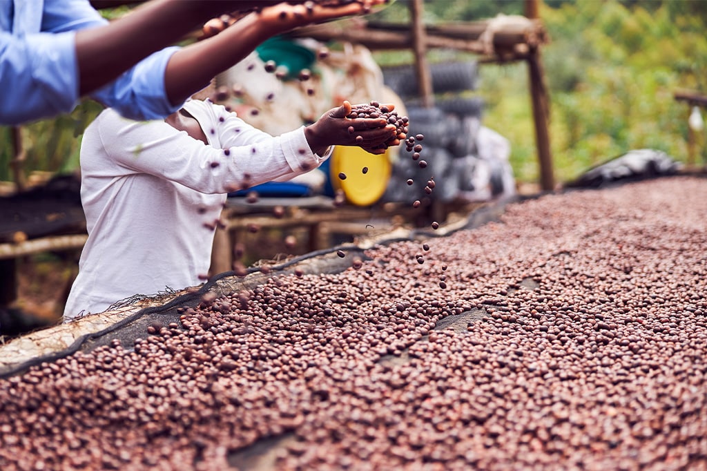 Werknemers die koffiebonen schoonmaken in Karatu, Tanzania