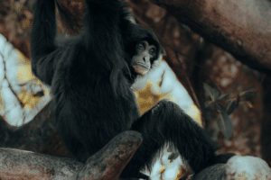 chimpanzee in-gombe-stream-at-kigoma