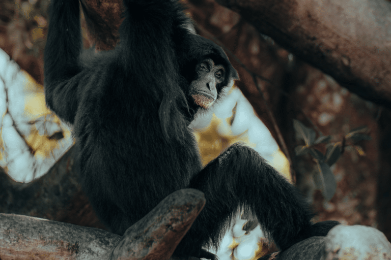 基戈马贡贝溪流中的黑猩猩