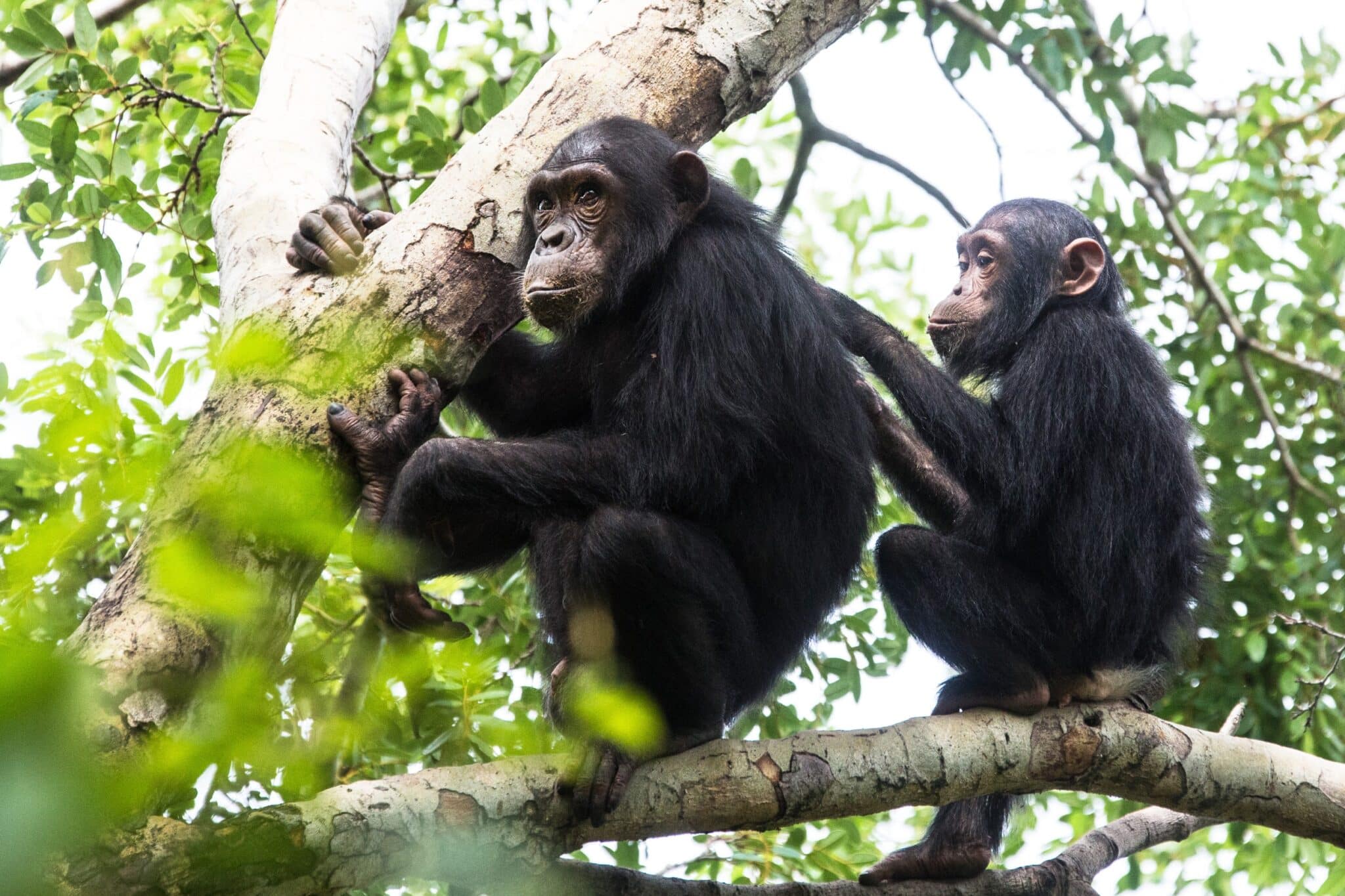 Chimpanzee on the trees in Gombe stream national park