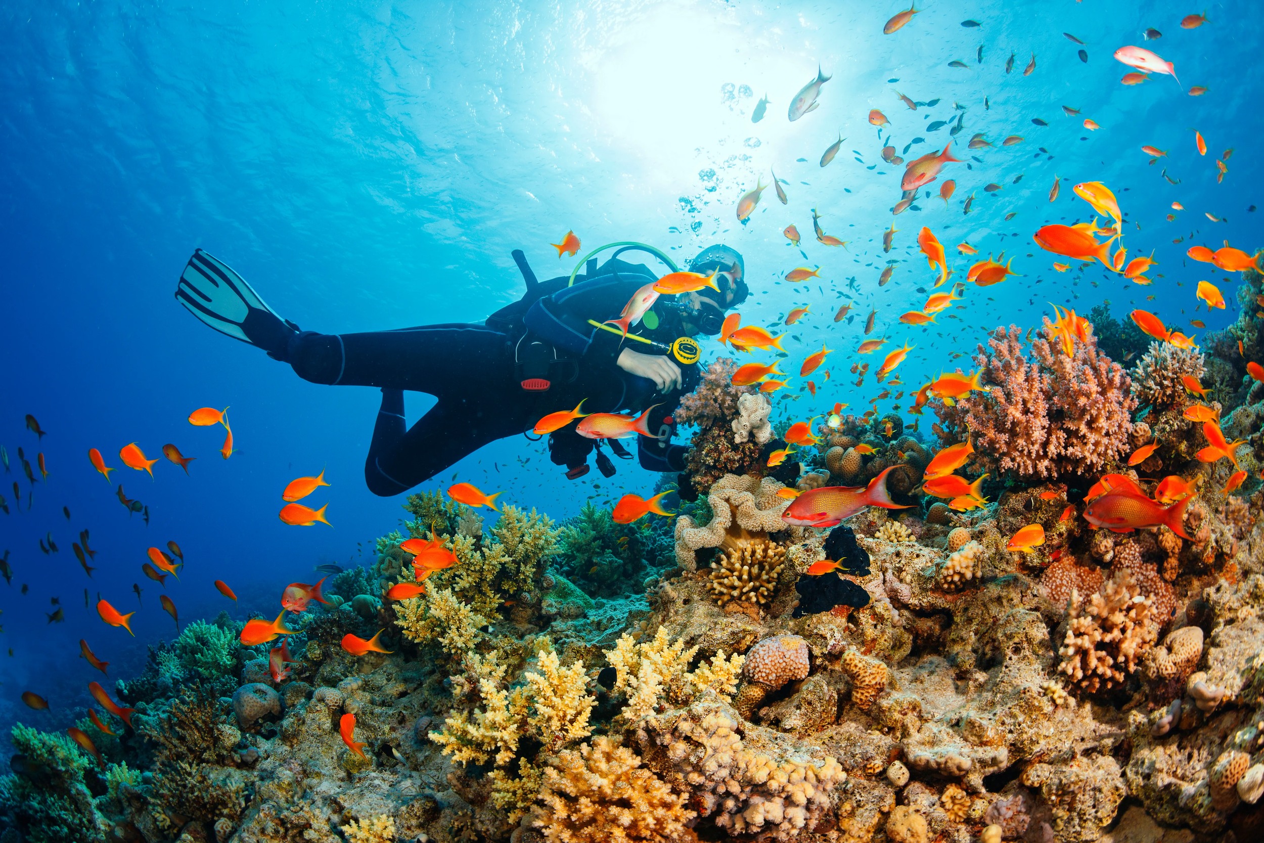 Man visit Chapwani Island and explore its colorful corals through scuba diving