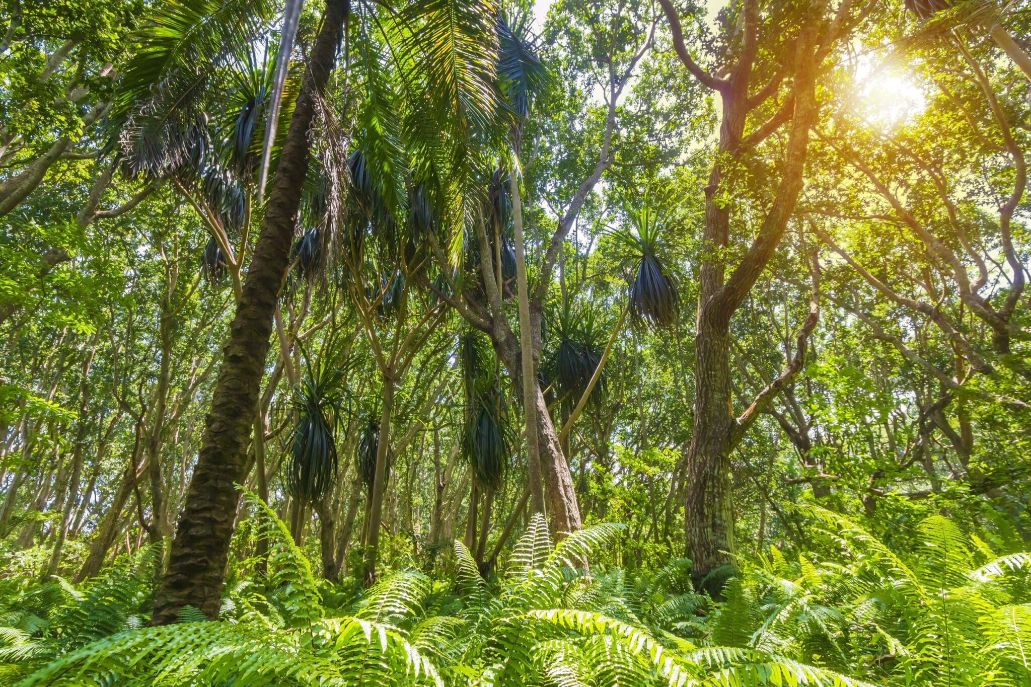 Forest of Jozani Chwaka Bay National Park
