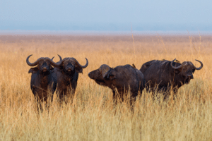 Büffel während der Pirschfahrt im Katavi-Nationalpark gesehen