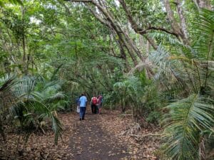 guest experiencing walking safari in jozani chwaka bay national park