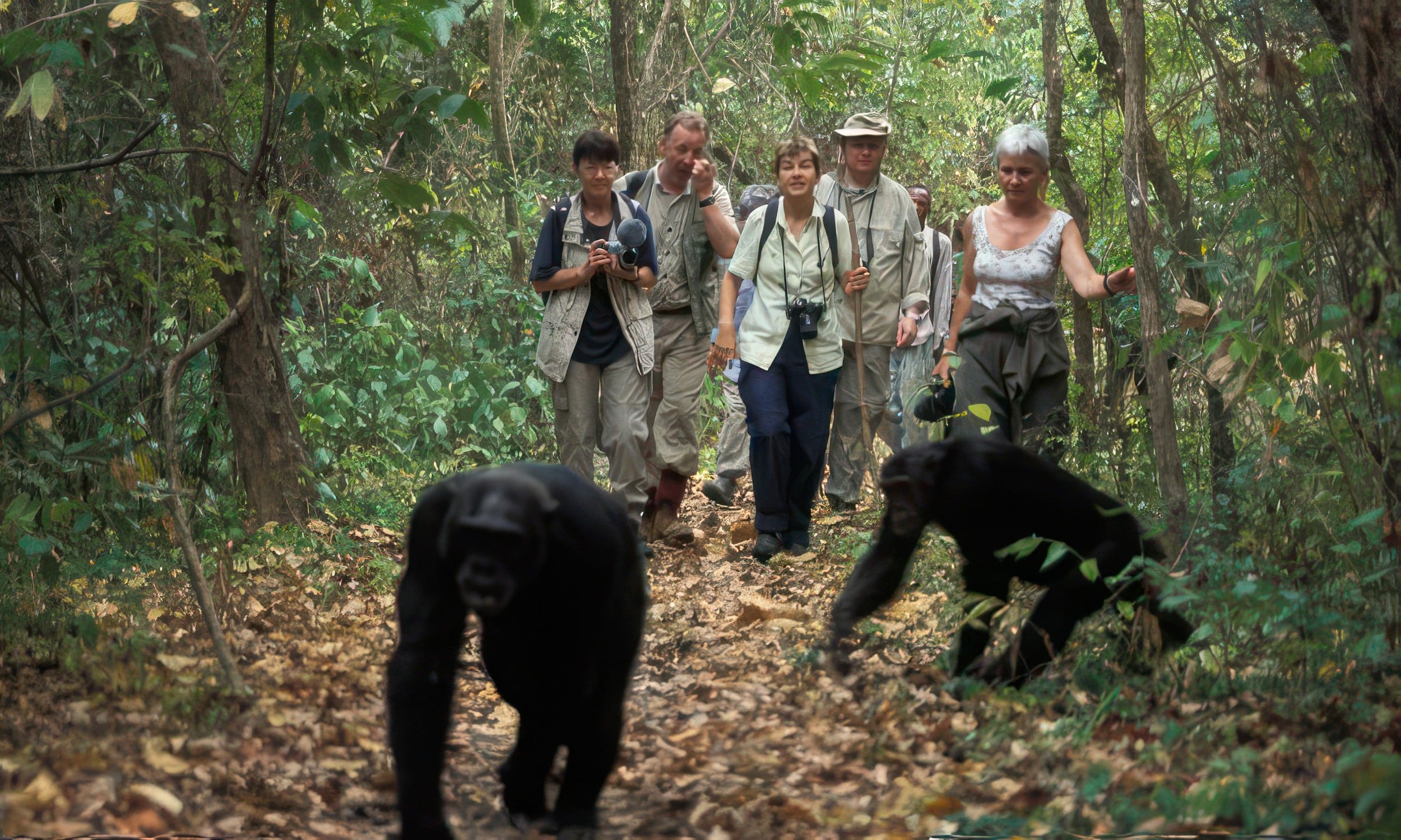 gast die het volgen van chimpansees onderzoekt in het Gombe Stream National Park
