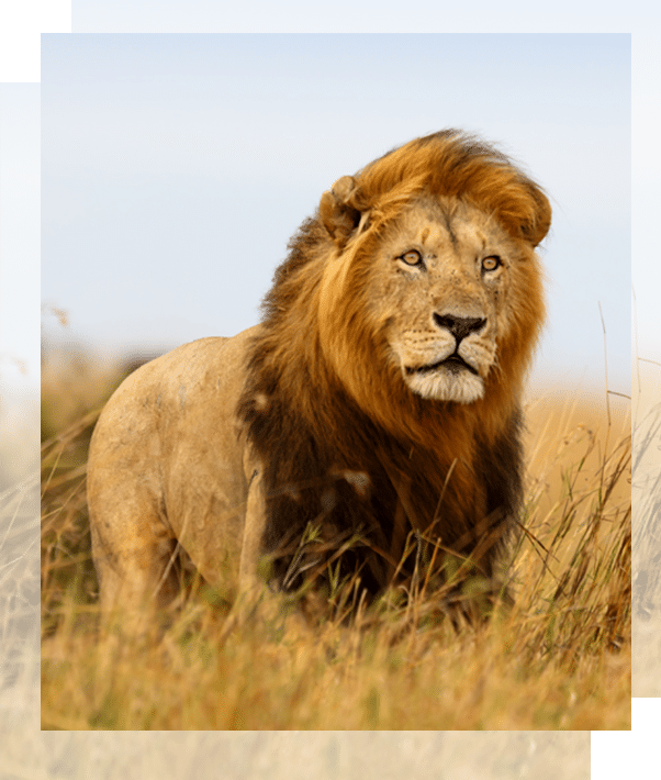 Tanzanie - lion - nos partenaires