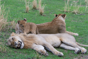 lejon i Katavi nationalpark