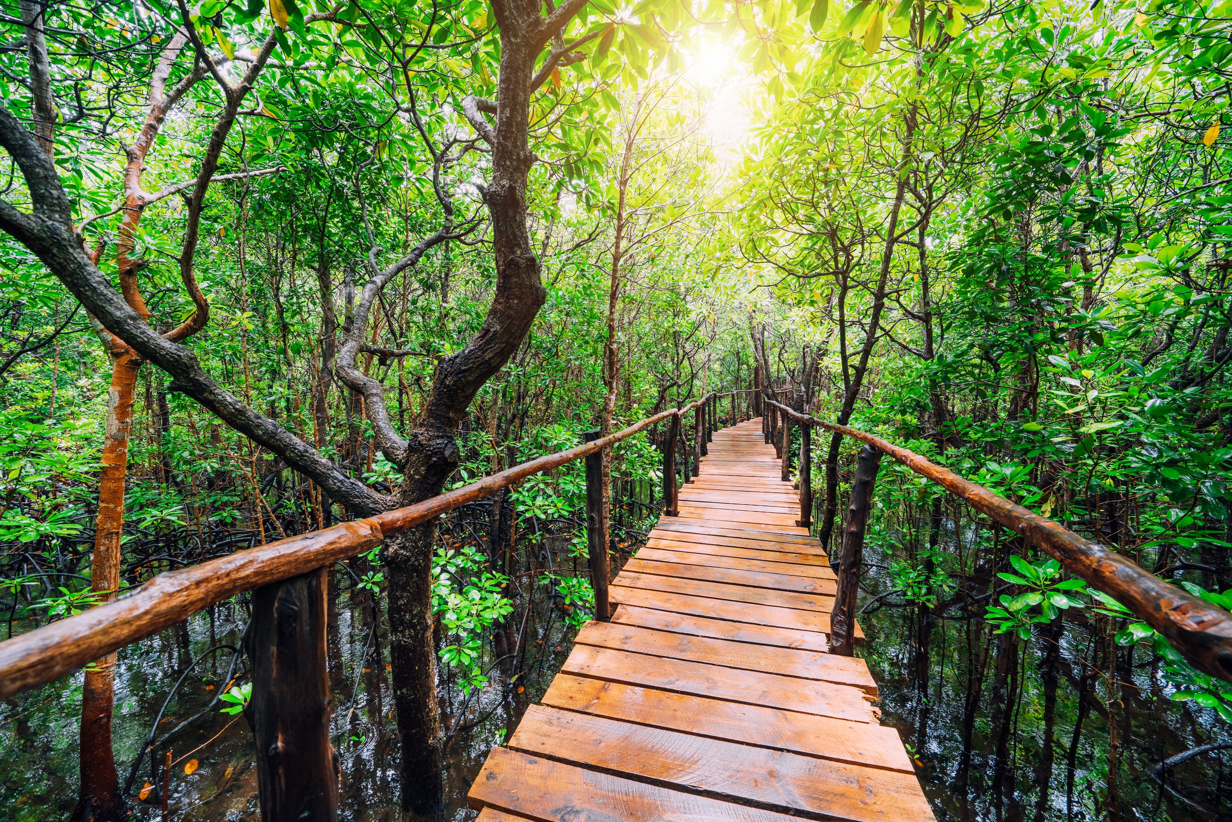Mangrove Forest in Bwejuu Beach Zanzibar