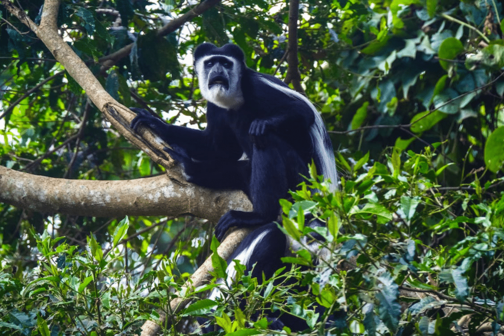 Colobus-aap in het Mahale Mountain National Park in Kigoma