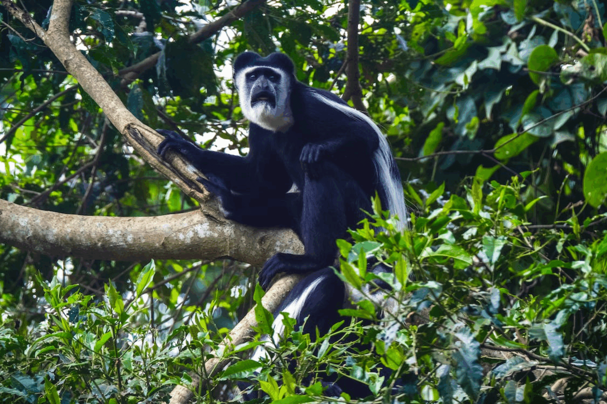 colobus-aap in het Mahale Mountain National Park in Kigoma