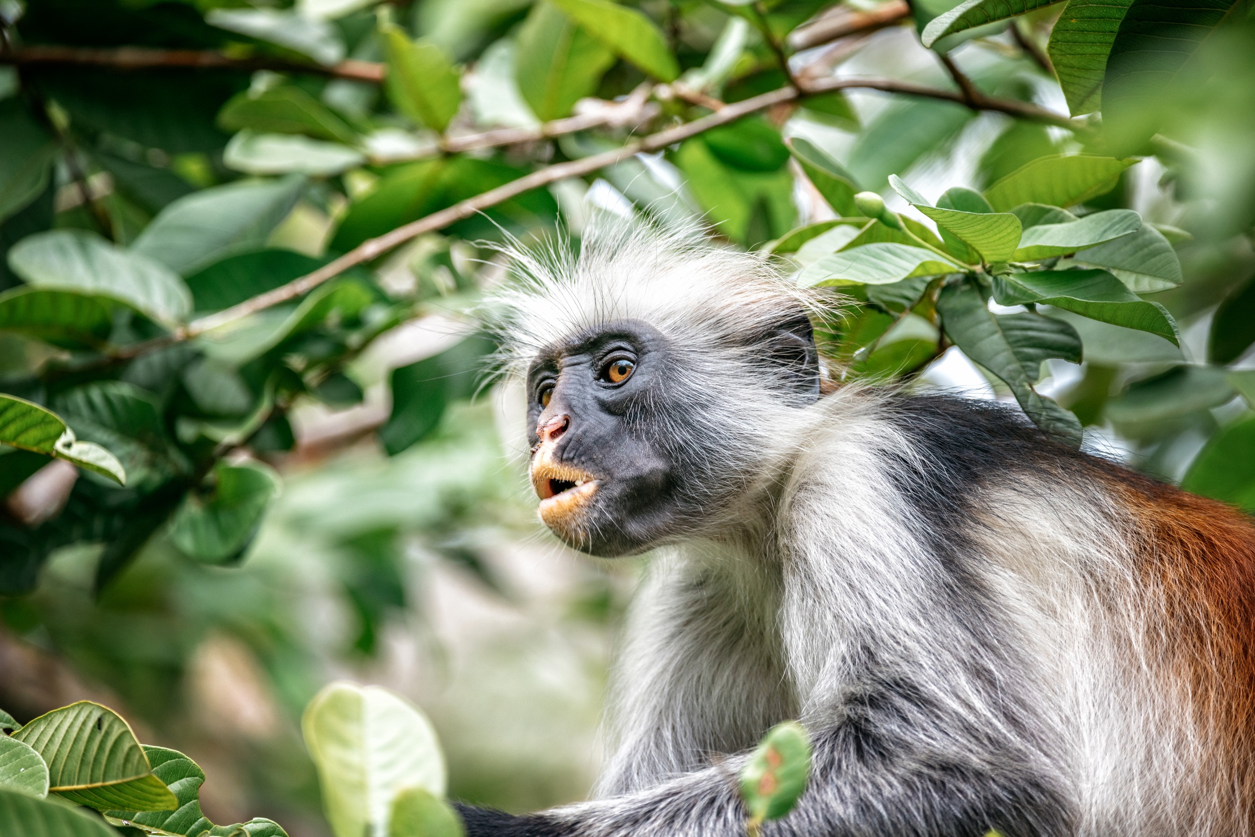 Red Colobus Monkey on the tree in Jozani Chwaka Bay National Park