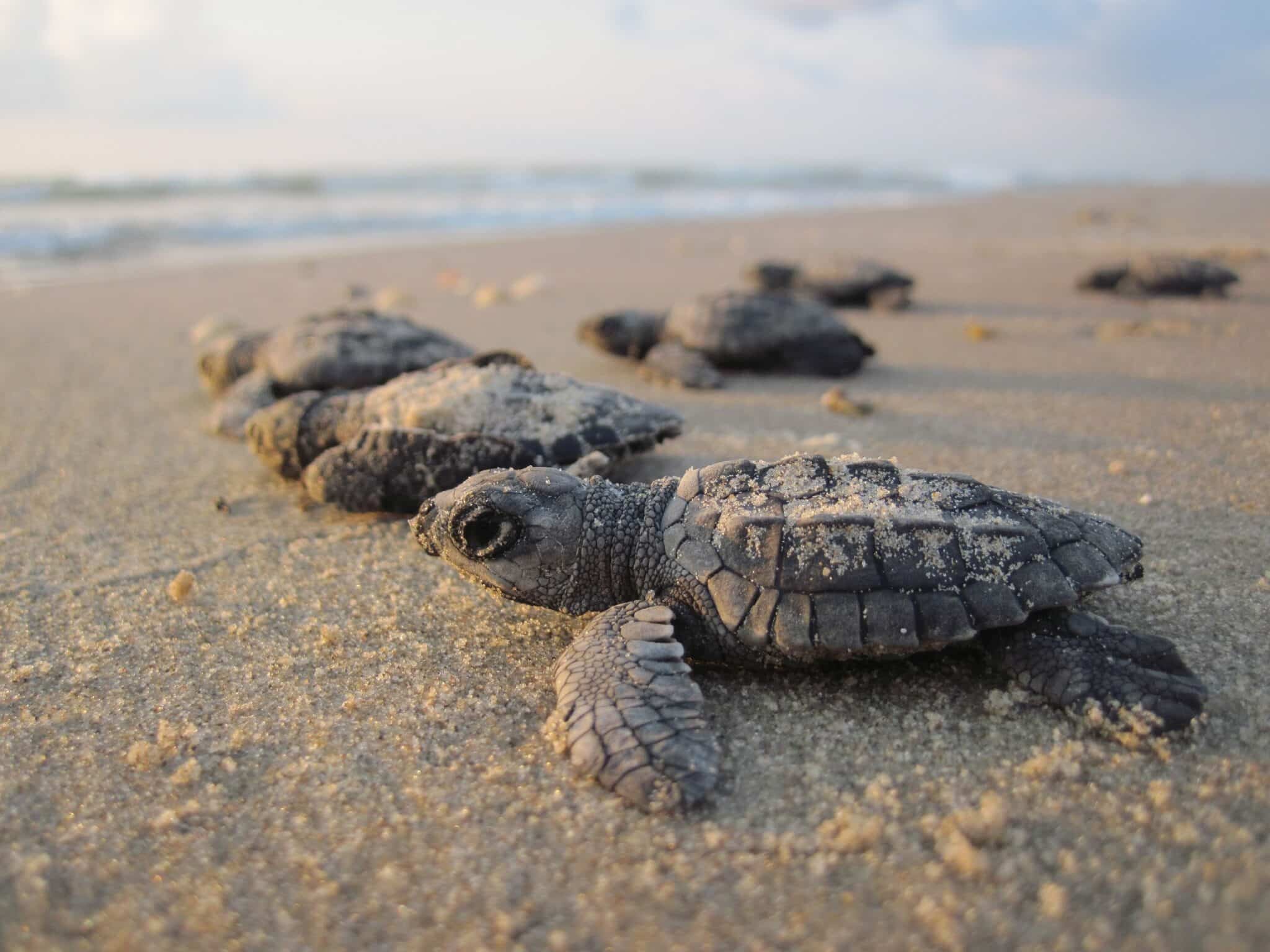 Turtle Hatching in Fanjove Island, Tanzania