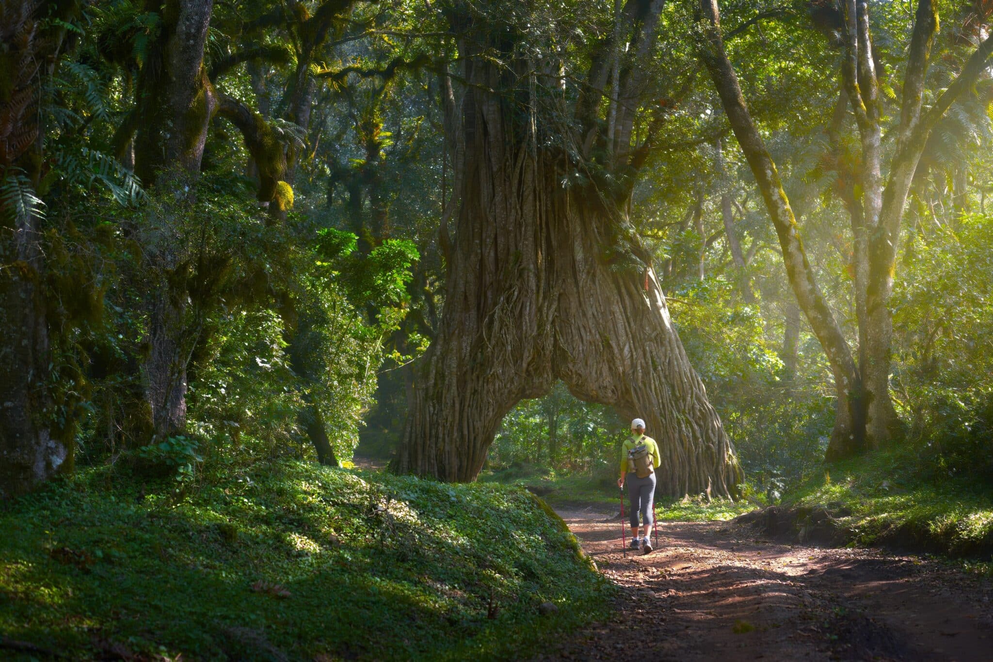 Walking past the fig tree arc in Arusha National Park