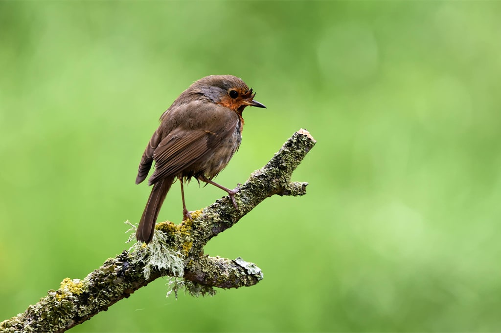 Een klein vogeltje met bruin en roodoranje verenkleed zit op een met korstmos bedekte tak tegen een wazige groene achtergrond, wat doet denken aan de weelderige schoonheid van Mnemba Island. - Easy Travel Tanzania