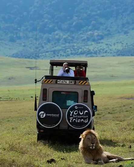 Lion safari - easy travel tanzania