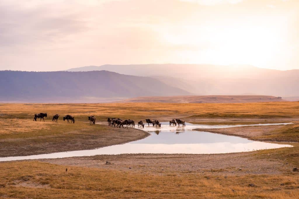 Group of wildebeests drinking water inside ngorongoro crater - easy travel tanzania