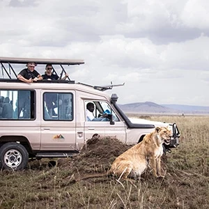 Tanzania - tanzania wildlife encounters 15 september - new home page