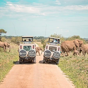 Tanzania - tanzania wildlife encounters 25 august - new home page