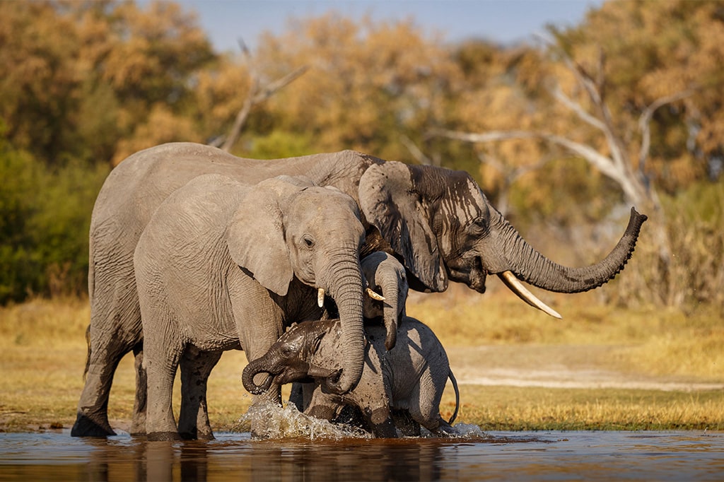 A group of African elephants at the riverbank, Tanzania