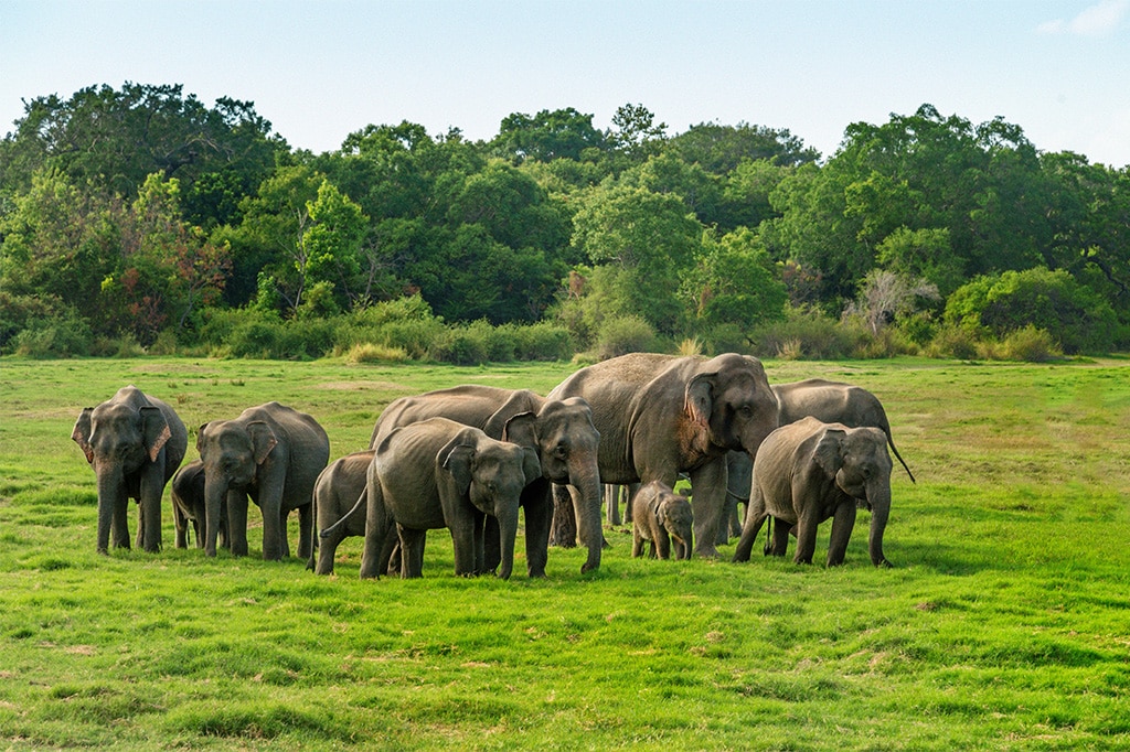 Una manada de elefantes africanos, incluyendo adultos y crías, pasea por un vibrante prado verde. Frondosos árboles se yerguen al fondo bajo un cielo azul despejado. - Easy Travel Tanzania
