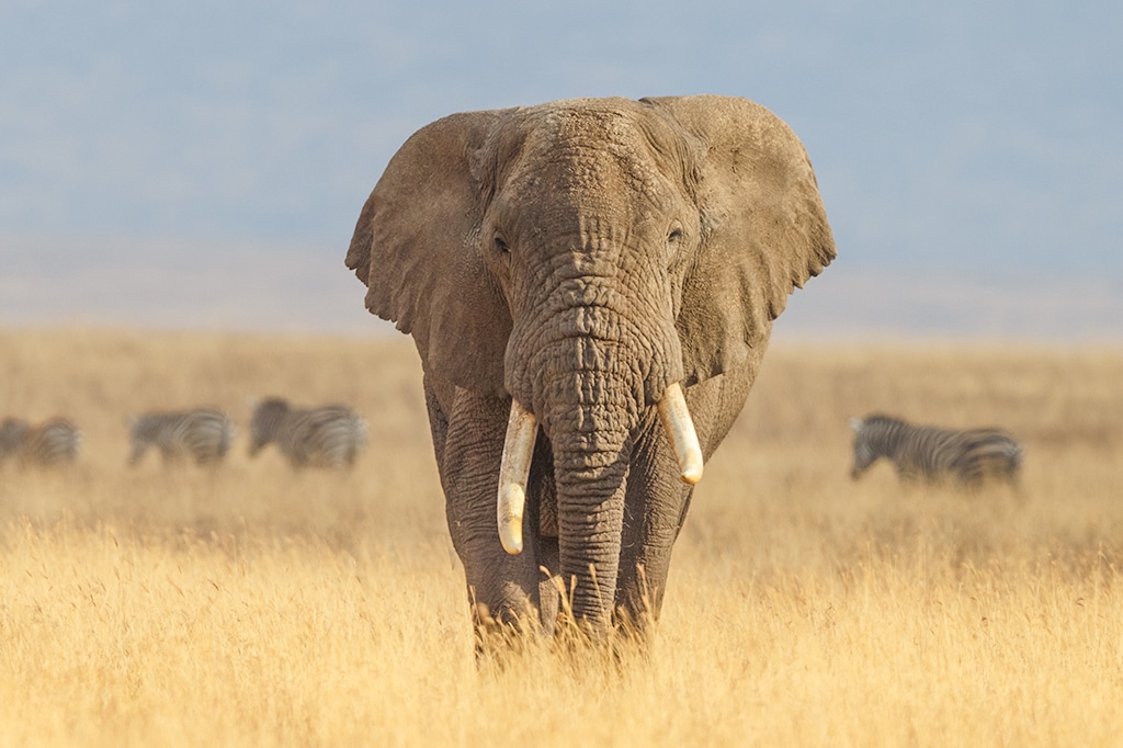タンザニアの乾燥した起伏のある草原に生息するアフリカゾウ