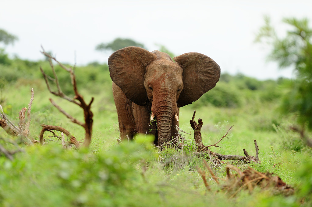 Elefante africano del bosque contemplando la hierba, Tanzania