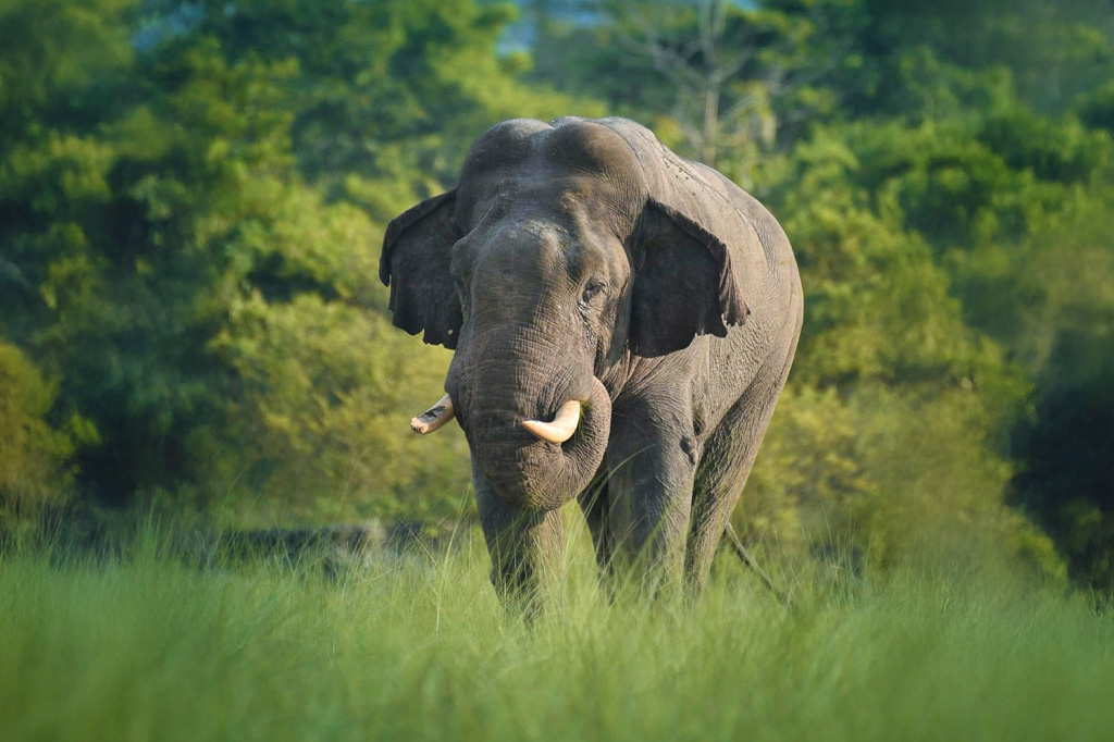 Elefante asiático comiendo hierba en la India