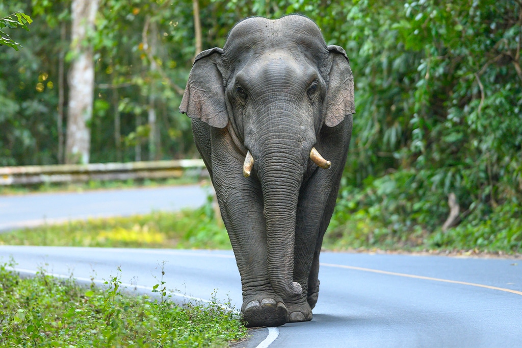 カメラに向かって歩くアジアゾウ、インド