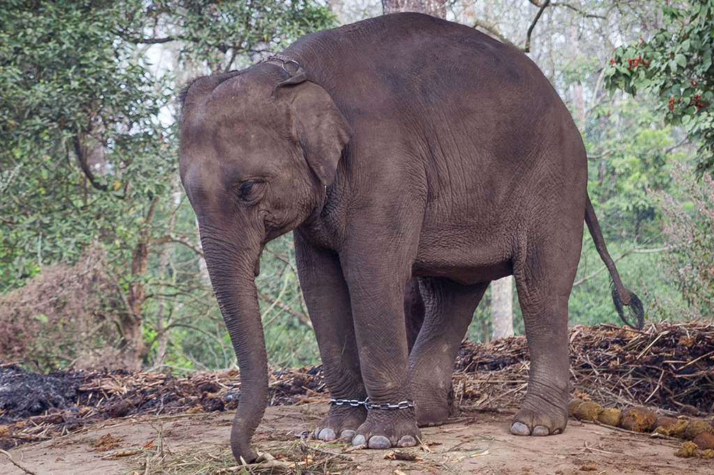 尼泊尔奇特旺国家公园被拴住的小象