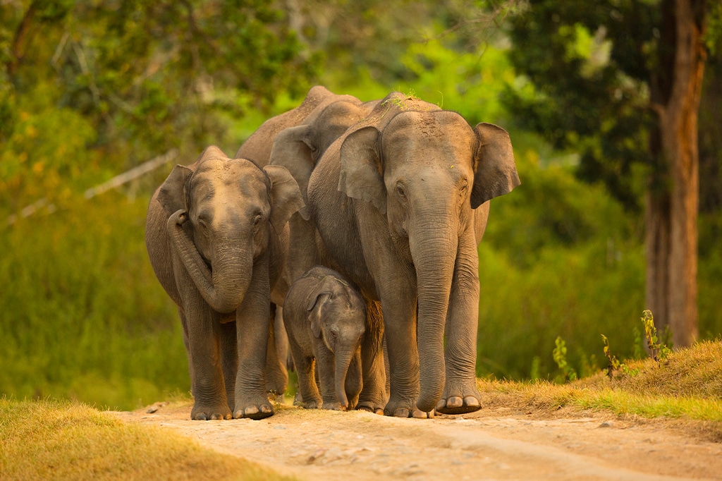 Grupo de elefantes asiáticos en la Reserva de Tigres de Bandipur, India