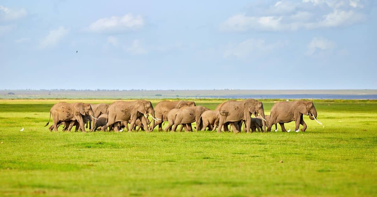 Herd of elephants on Serengeti plains