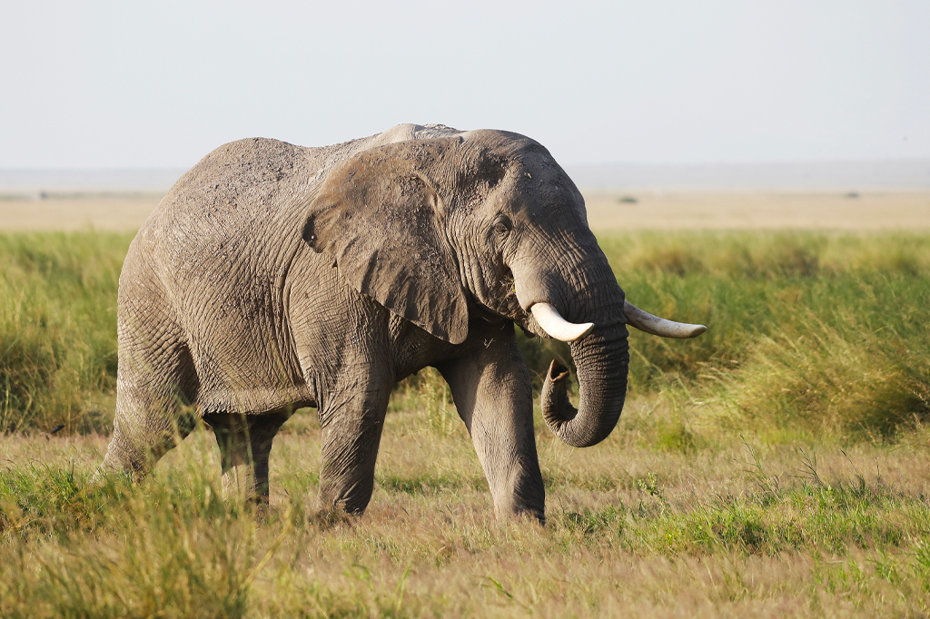 塞伦盖蒂国家公园的成年非洲象