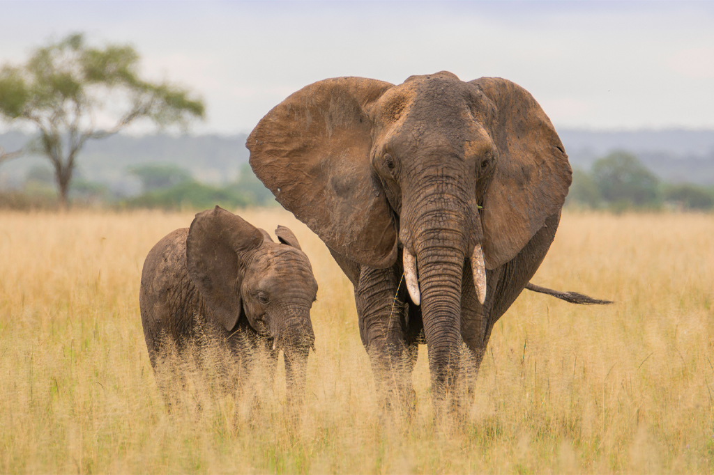 タランギーレ国立公園の乾燥した草原で子象を連れた大人のアフリカゾウ