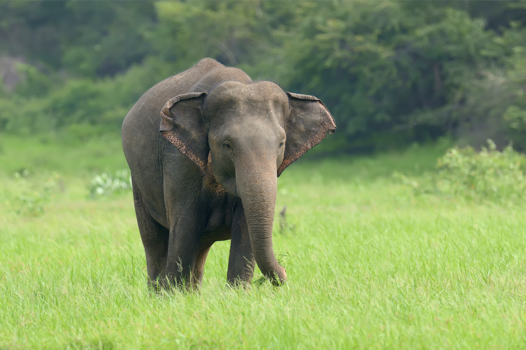 斯里兰卡草原上的亚洲象