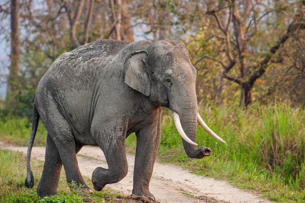 African Elephants: Discover Their Majesty in Tanzania