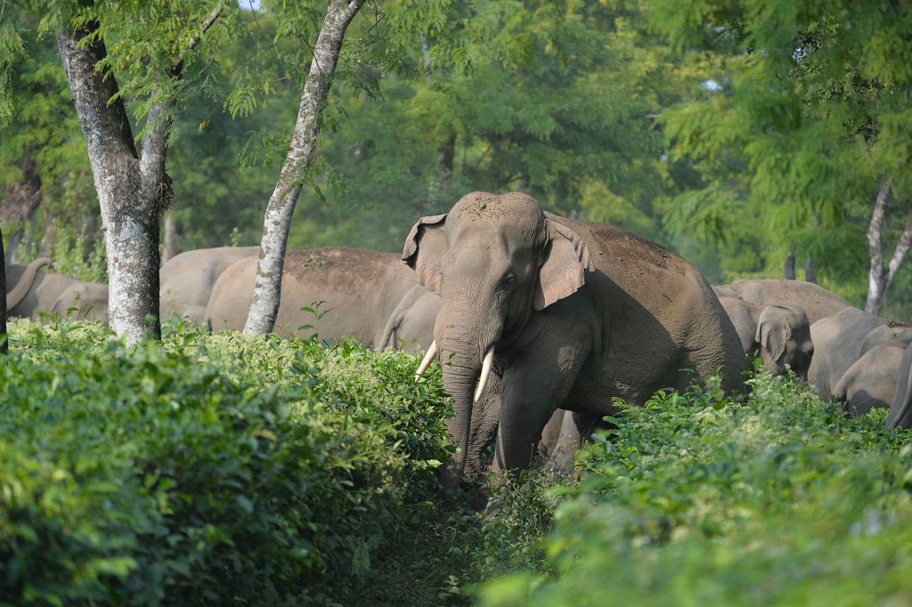 一群大象穿过一片郁郁葱葱的森林，部分被茂密的树叶和树木遮挡，阳光透过树冠洒落下来。尽管景色宁静祥和，但由于附近地区可能发生人象冲突，气氛却暗藏着一丝紧张。——坦桑尼亚轻松旅行