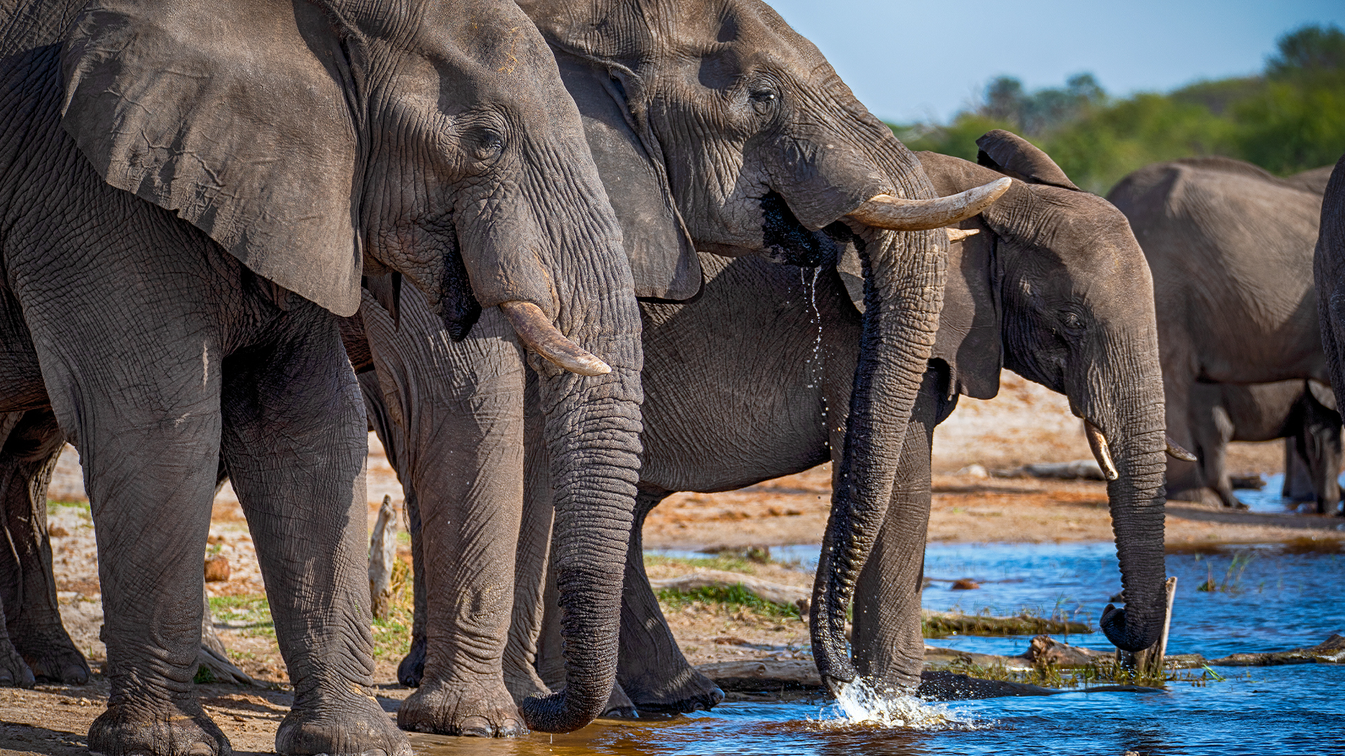 Elephant herd drinking water at botswana