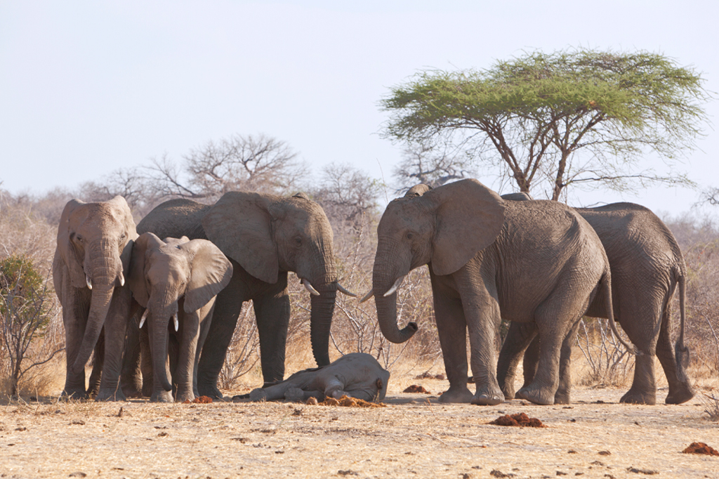 母象は他の象の群れと一緒に、足や鼻で赤ちゃん象を優しく触りながら悲しんでいる。