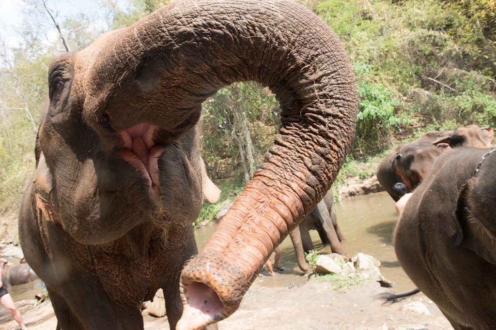 大象倾斜相机咬人