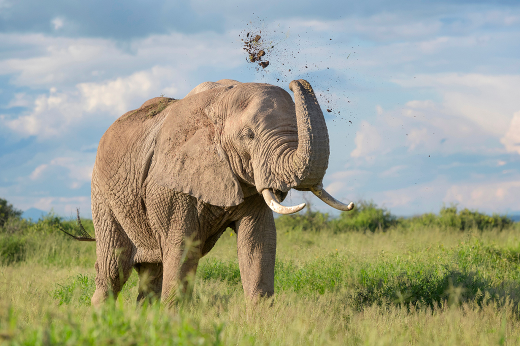 一头大型非洲丛林象在田野里享受泥浴，体现了野生动物的美丽和嬉戏。