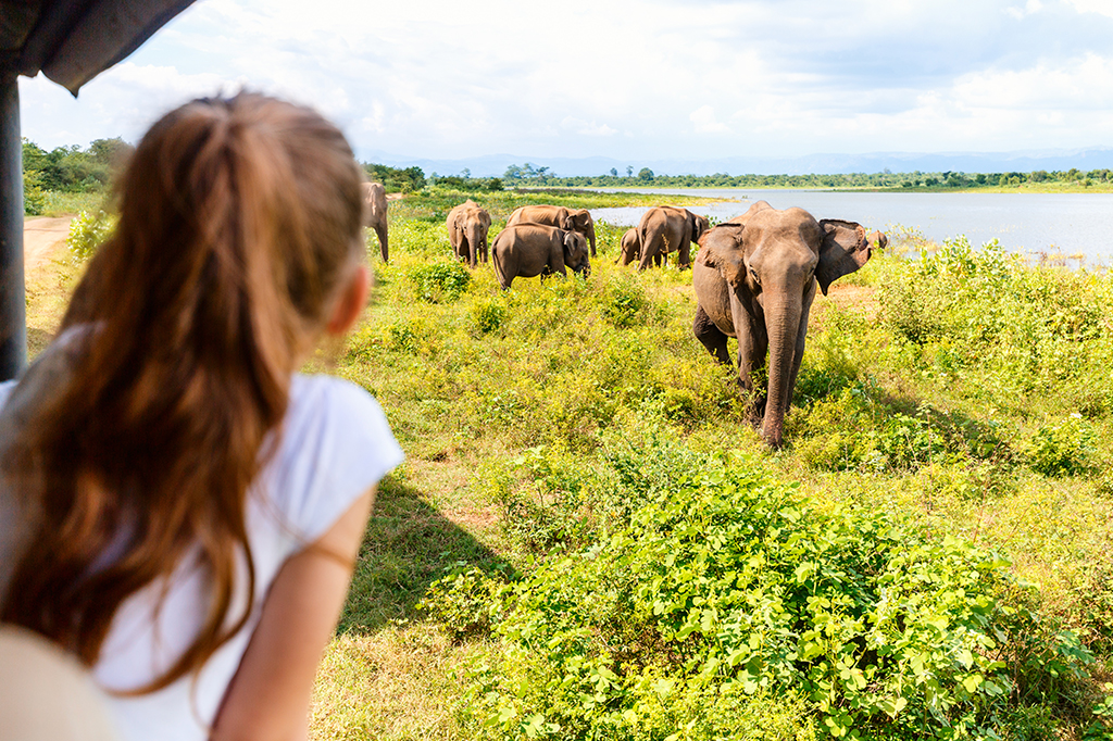 象の群れを眺める小さな女の子。